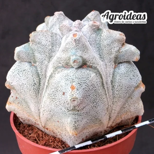 Astrophytum coahuilense "kikko" ejemplar