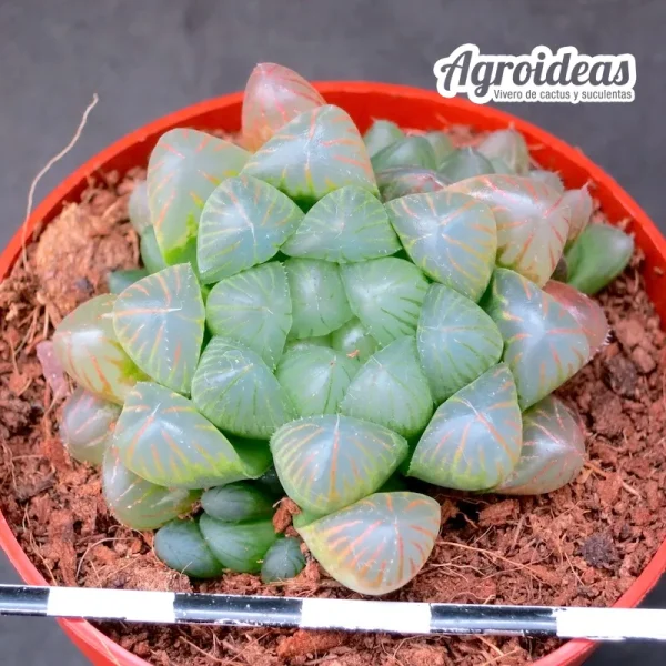 Haworthia cooperi var. obtusa "Jov's bolo"