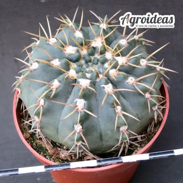 Gymnocalycium kuehhasii