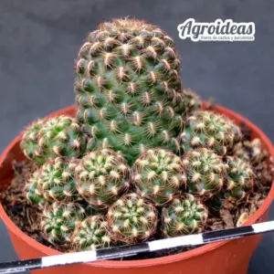 Sulcorebutia krugeri v. krugeri