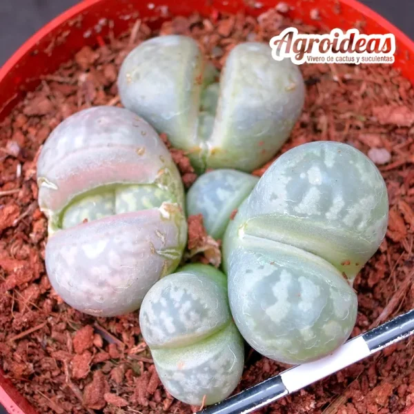 Lithops marmorata var. marmorata