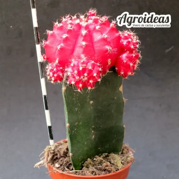 Gymnocalycium mihanowichii "Rojo" Injertado - Imagen 2
