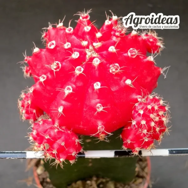 Gymnocalycium mihanowichii "Rojo" Injertado