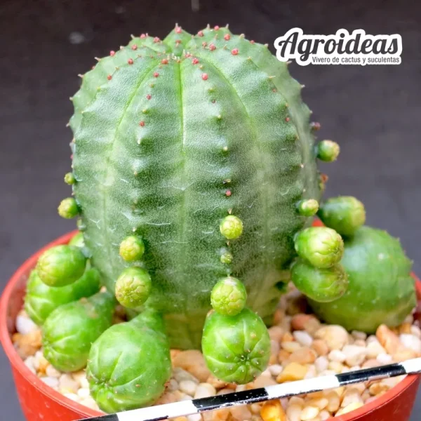 Euphorbia X obesa fr caespitosa