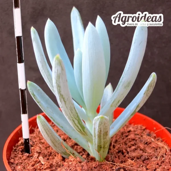 Senecio serpens "Blue Chalksticks" - Imagen 2