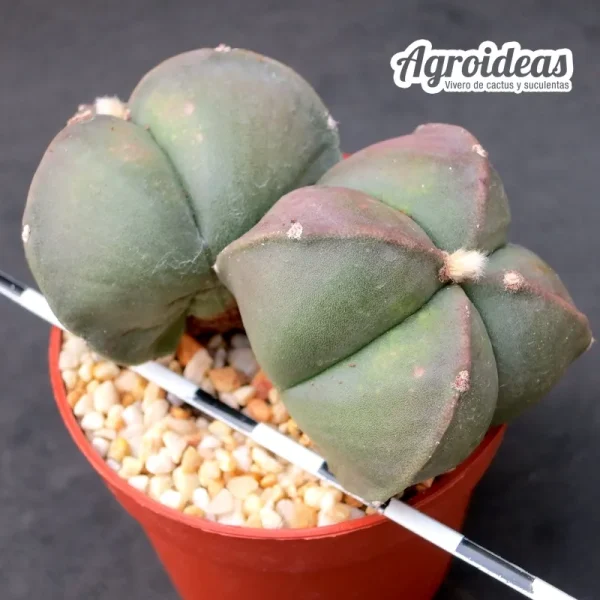 Astrophytum bicéfalo "Tricostatum & Quadricostatum" var. nudum - Imagen 2