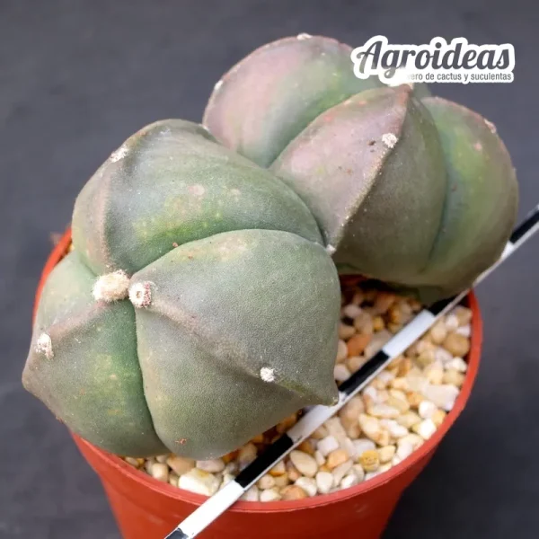 Astrophytum bicéfalo "Tricostatum & Quadricostatum" var. nudum