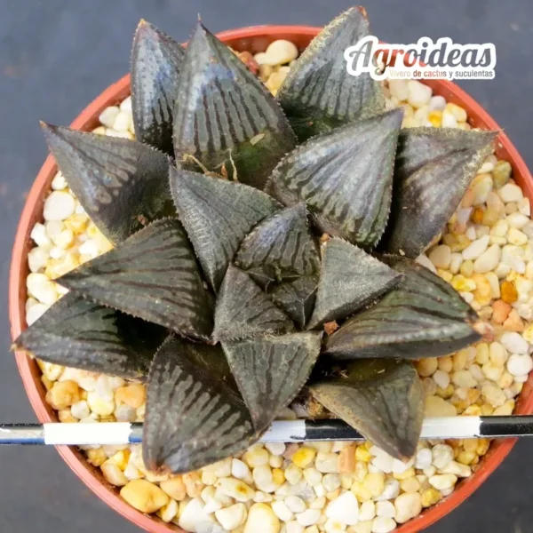 Haworthia "Kitsune"