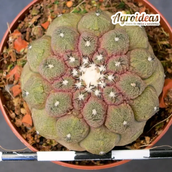 Copiapoa hypogea “Lizard Skin”