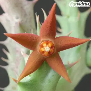 Orbea aurantiaca