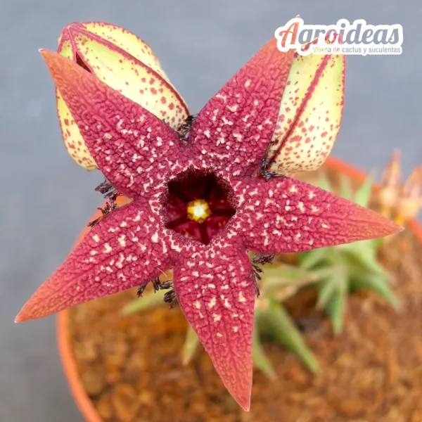 Orbea gerstneri ssp. elongata