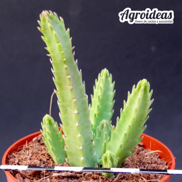 Stapelia scitula X hirsuta - Imagen 2