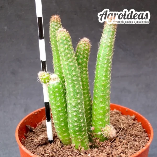 Chamaecereus luisramerezii - Imagen 2