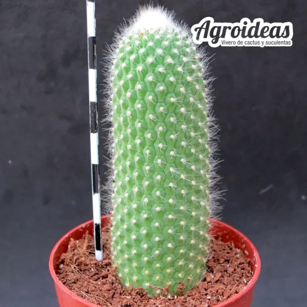 Cleistocactus strausii "monstruoso intermedius"