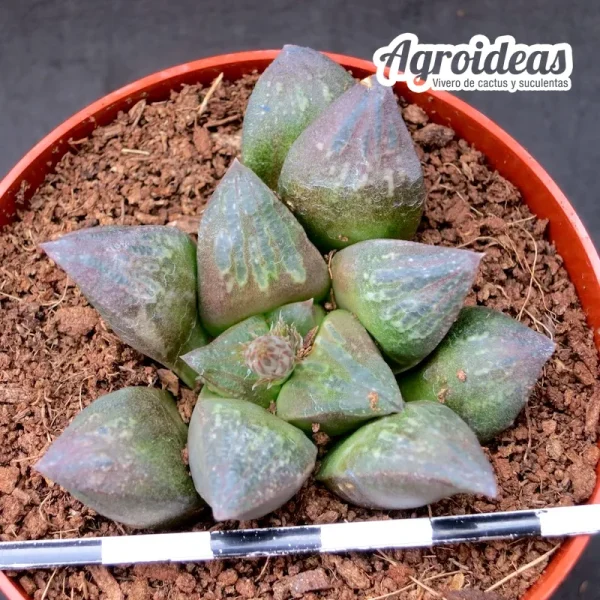 Haworthia "Catnoir" (Ex. Agroideas)