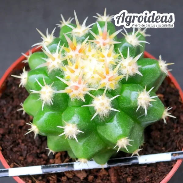 Echinocactus grusonii curvispinus var. inermedius - Imagen 2