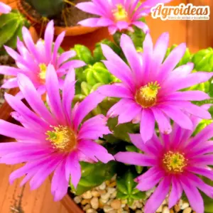 Echinocereus morricalii