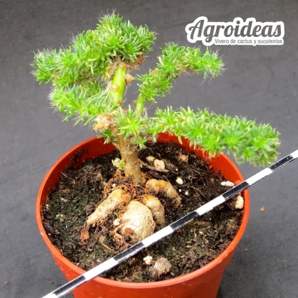 Portulaca eruca - Imagen 2