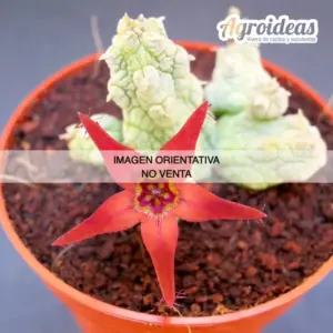 Stapelianthus insignis X pseudolithos migiurtinus