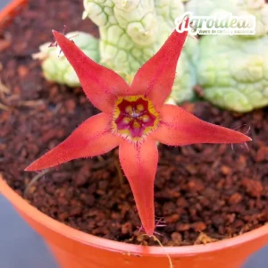 Stapelianthus insignis X pseudolithos migiurtinus