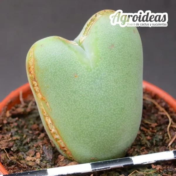 Conophytum piriforme SB1107