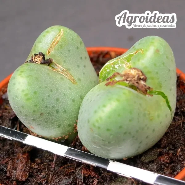 Conophytum maughanii "Namaqualand"