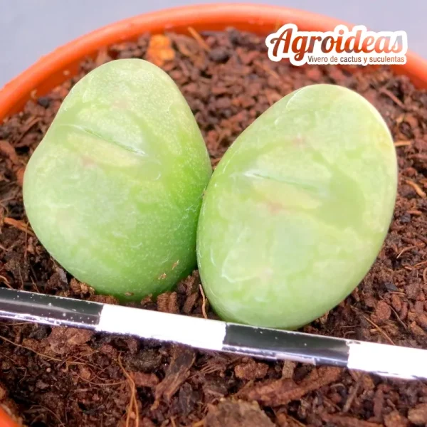 Conophytum ectypum - Imagen 2