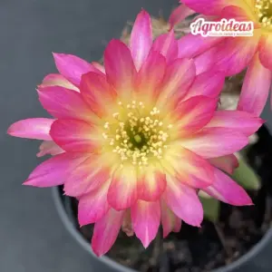 Lobivia "NA048" Ex. Thailand