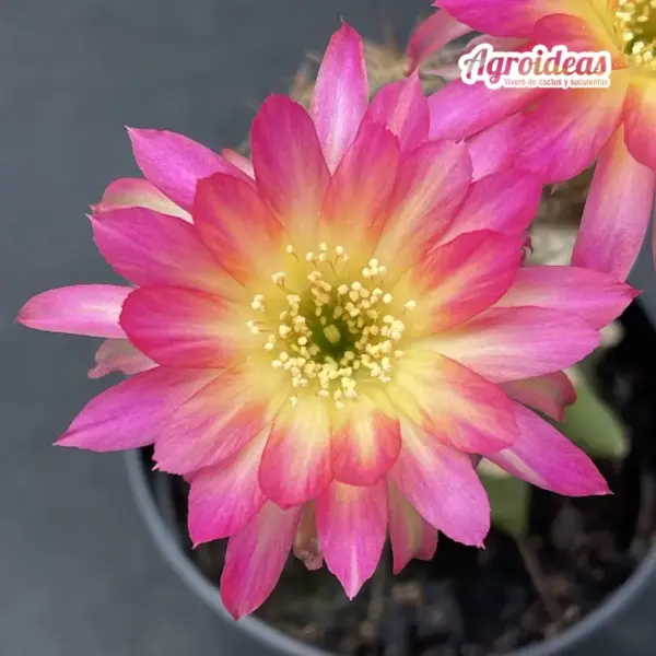Lobivia "NA048" Ex. Thailand