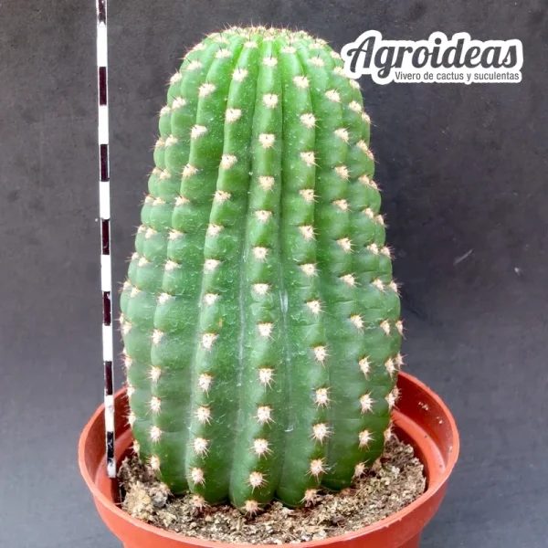 Trichocereus grandiflorus "flor roja" Ejemplar MØ- 11 cm - Imagen 2