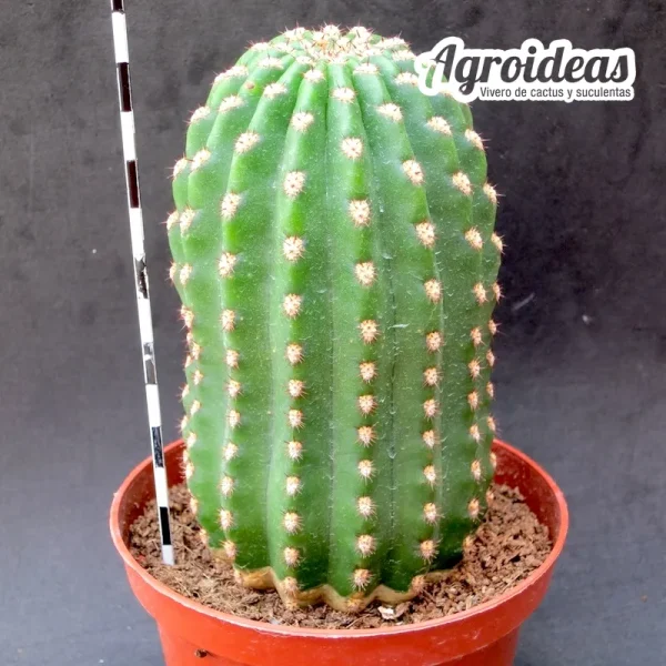 Trichocereus candicans var. brevispinus (Ejemplar) MØ- 11 cm - Imagen 2