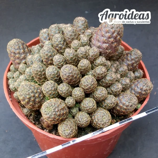 Sulcorebutia taratensis v. minima (Ejemplar) MØ- 11 cm
