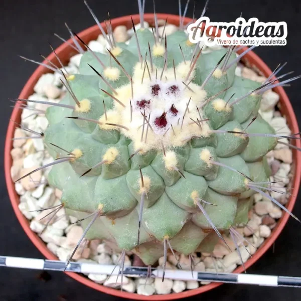 Strombocactus corregidorae - Imagen 2