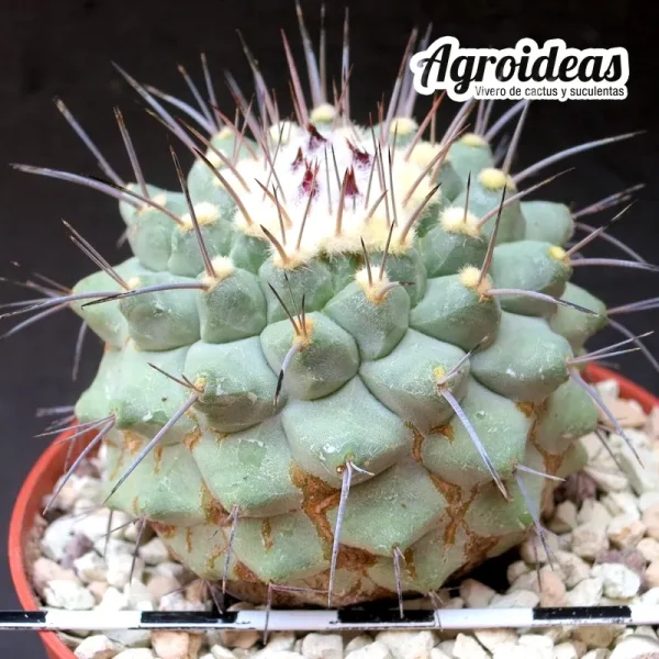 Strombocactus corregidorae