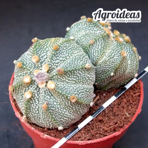 Astrophytum asterias "Bicéfalo" - Imagen 2