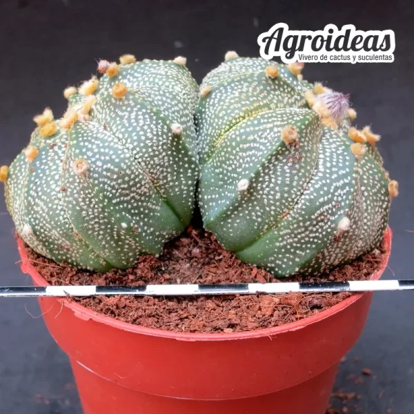Astrophytum asterias "Bicéfalo"