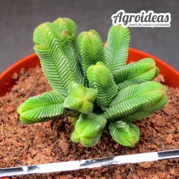 Crassula quadrangularis "slim"