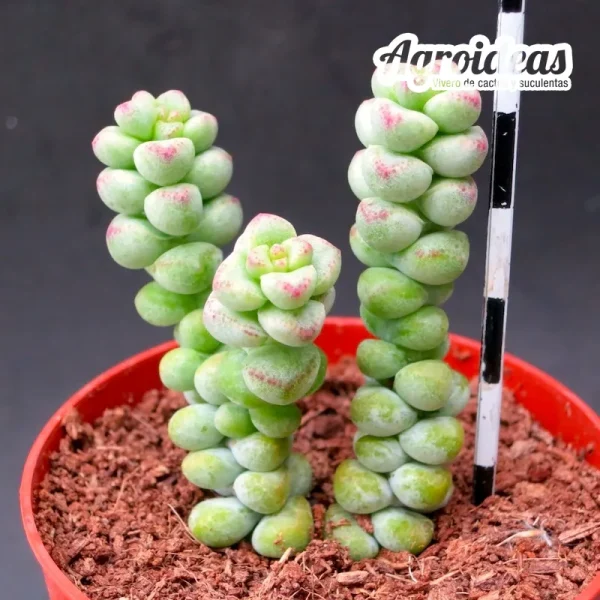 Crassula "Baby Surprise"