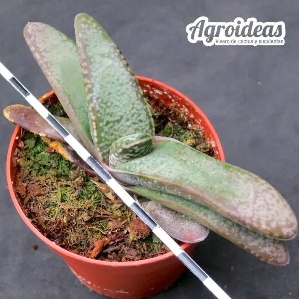 Gasteria vlokii