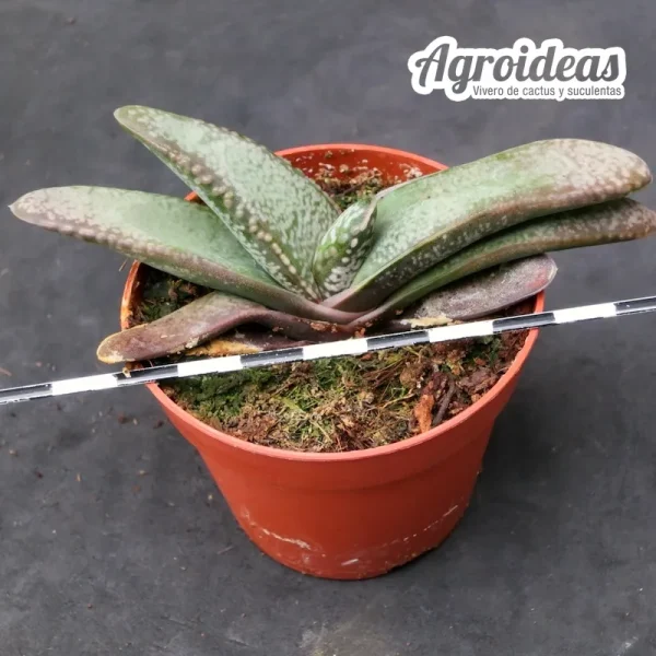 Gasteria vlokii - Imagen 2