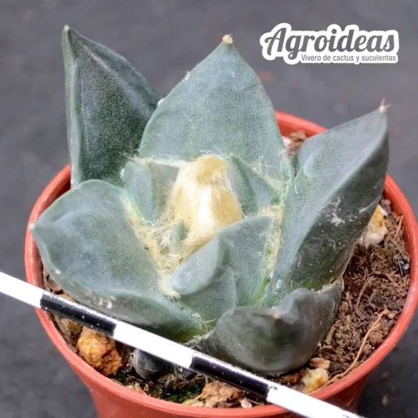 Ariocarpus retusus scapharostroides