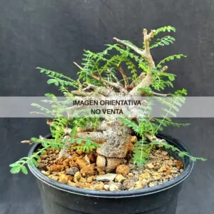 Boswellia neglecta