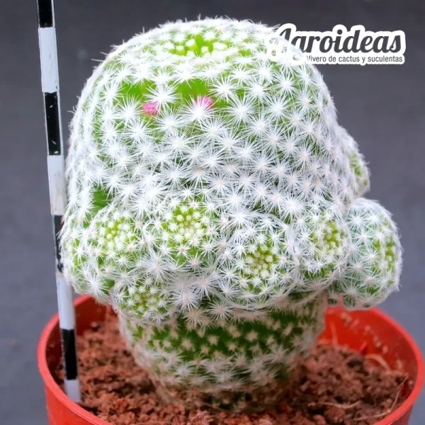 Mammillaria humboldtii - Imagen 2