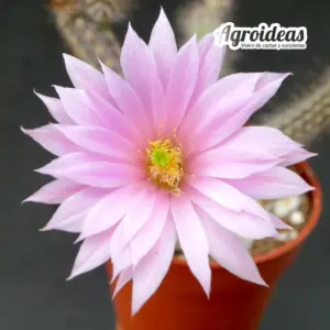 Wilcoxia schmollii