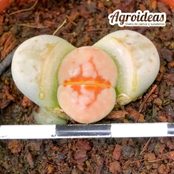 Lithops julii C183 AKA: «Hot Lips» (MØ-5,5 cm)