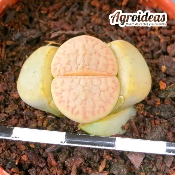 Lithops vallis-mariae "cv. Valley Girl" (MØ-5,5 cm)