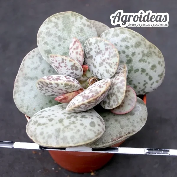 Adromischus hallii CR1235 “Skimmelberg”