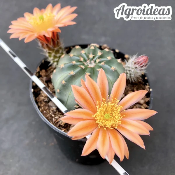 Echinocereus pulchellus "Flor Naranja" Ex. Agroideas - Imagen 2