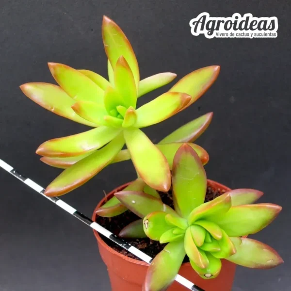 Sedum adolphii "firestorm" - Imagen 2