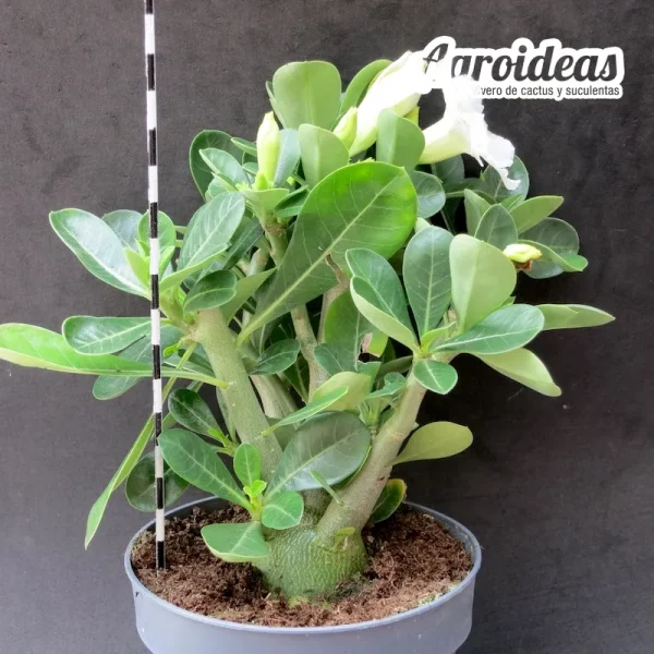 Adenium obesum "Flor blanca" - Imagen 2
